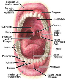 Mouth Anatomy