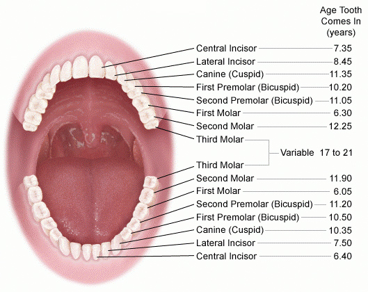 Teeth and Mouth Anatomy