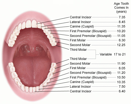 Teeth and Mouth Anatomy - Care 4 Teeth