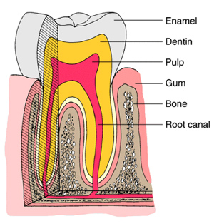 Teeth Anatomy